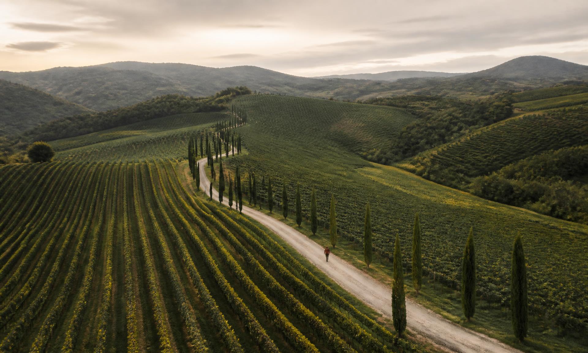 Vineyard hills crossed by a cypress-lined road